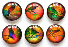 Load image into Gallery viewer, Magnets - Bright Birds - Spring - Necklace Cabochon Supplies - Free U.S. Shipping - Set of 6 - 1 Inch Domed Glass Circles